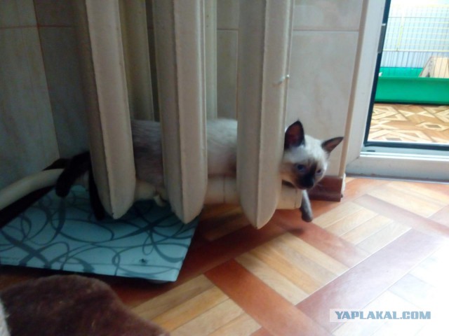 Котовторник 2.05.2017