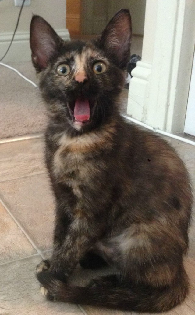 Коты и Кошки
