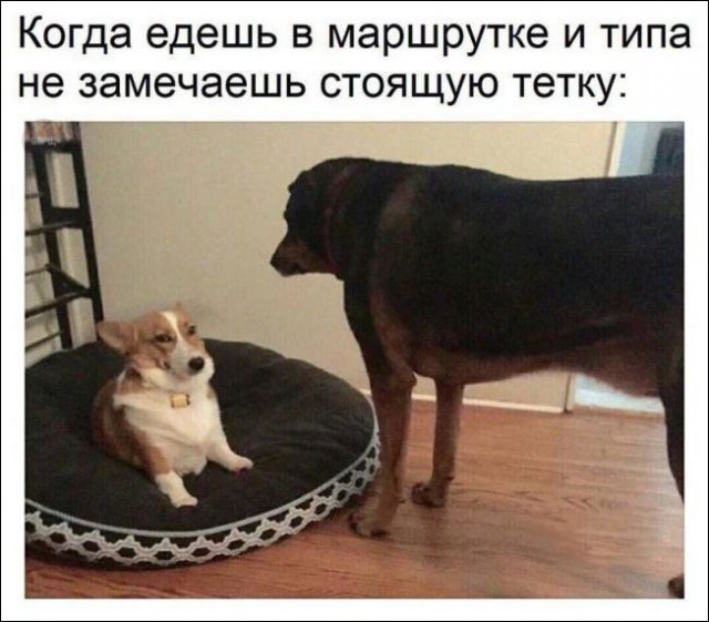 Подборка забавных животных
