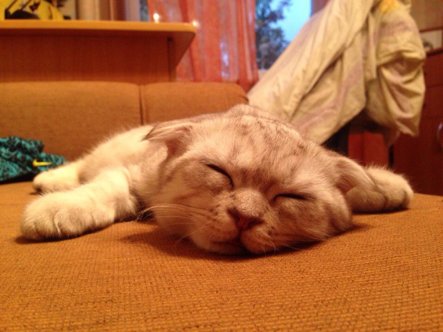 Коты и Кошки