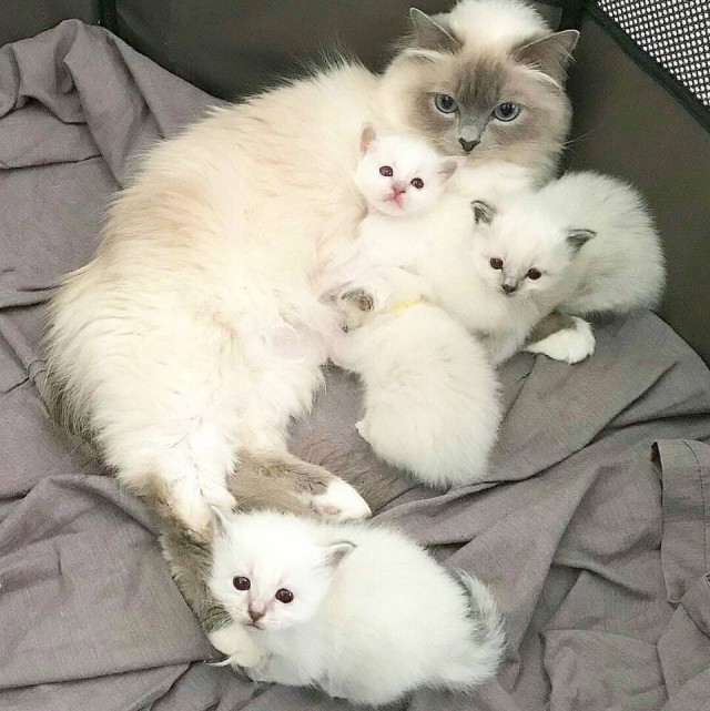 Прикольных котов пост