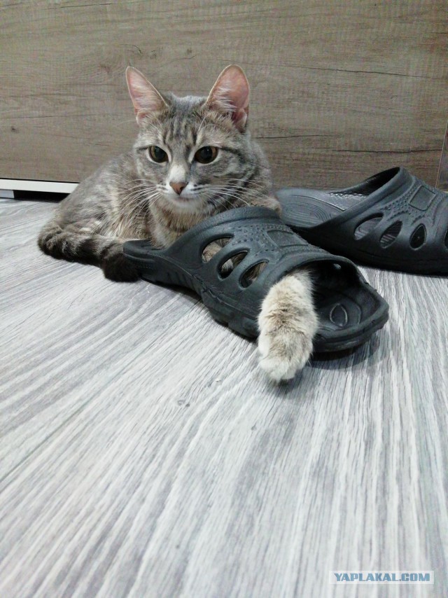 Котовторник 24.04.2018