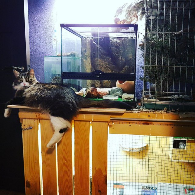 Прикольных котов пост