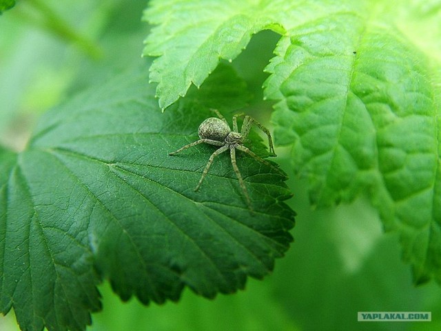 Пауки