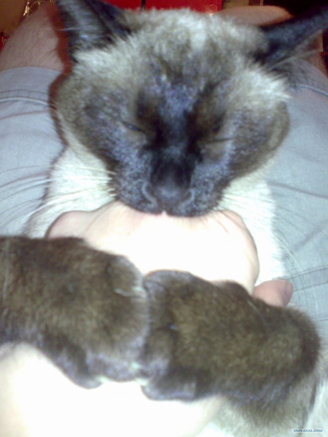 Котовторник на вторник! (30.09.2008)