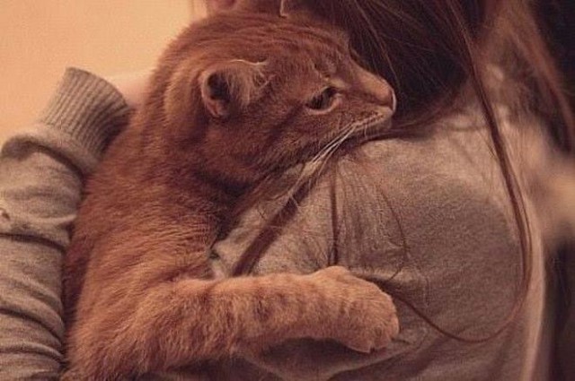 Прикольных котов пост
