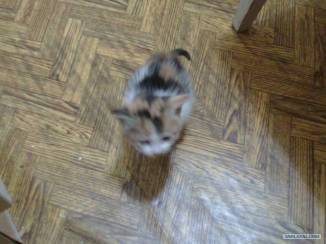 Котовторник стартует