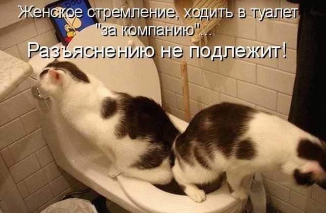 Им удобно везде