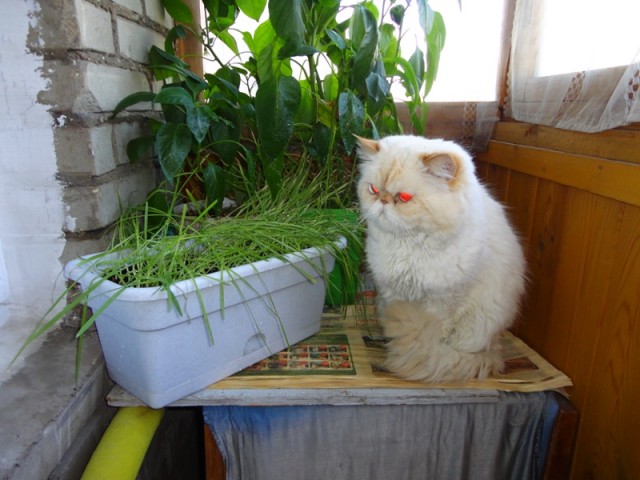 Котовторник 17 января