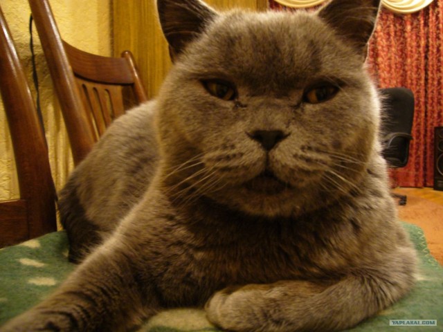 Котовторник (31.01.2012)