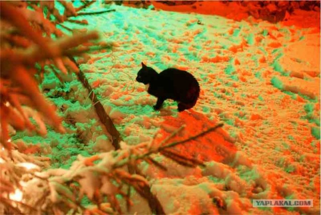 Котовторник (21.02.2012)