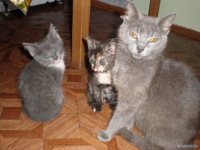 Котовторник  от 3.04.2012