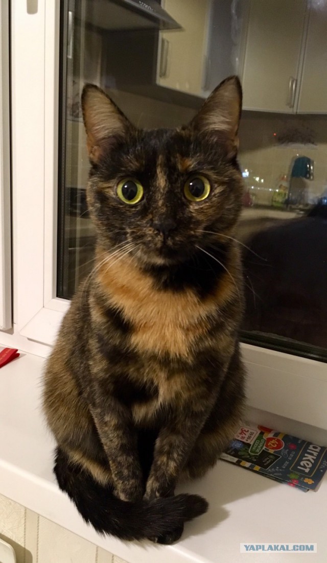 Трехцветное счастье