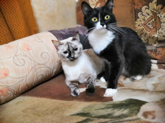 С Днём кошки!