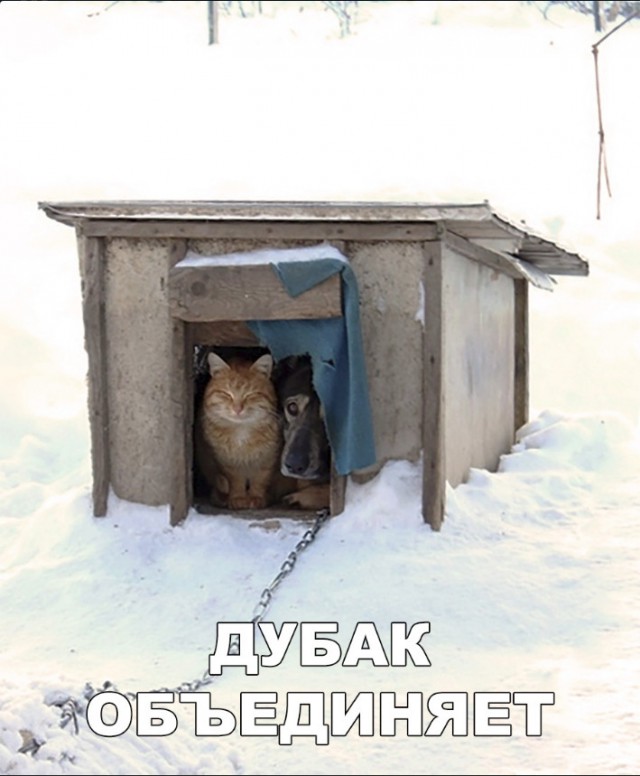 Живность из сети