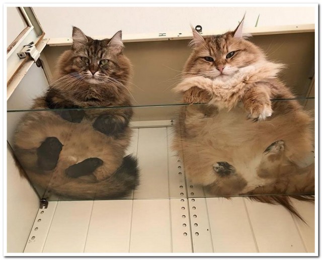 Котовторник! начнем? 04.06.19