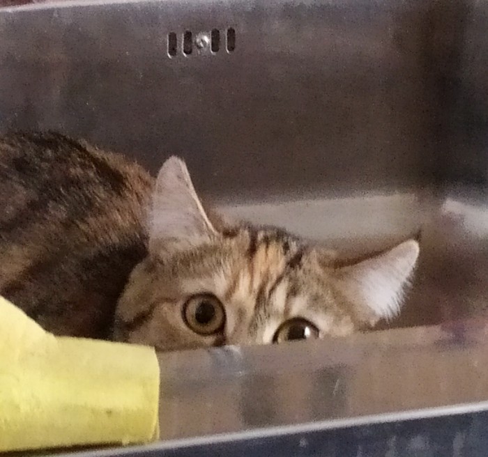 Котовторник от генерала мяу