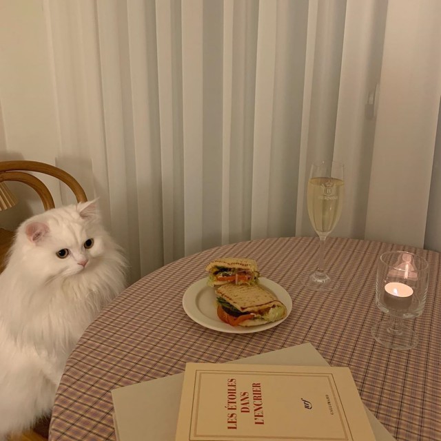 Коты из сети