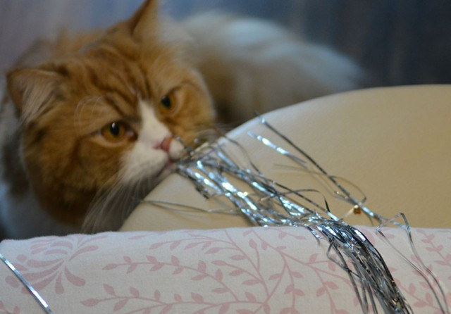 Кот, который не любит Новый год