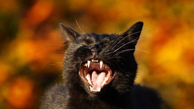Разные котики
