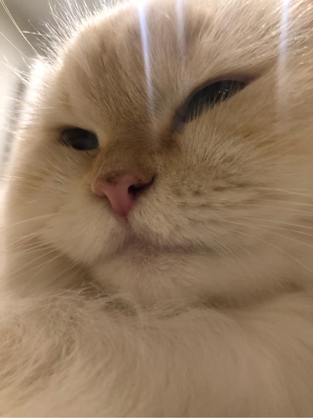 Котовторник же уже наступил?