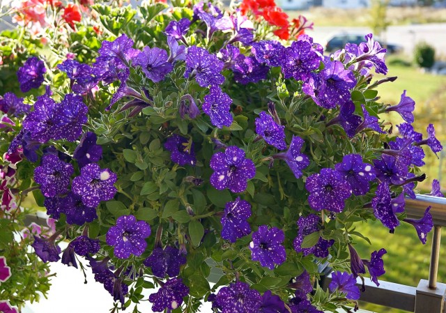 Говядина + сливы и прочее:)