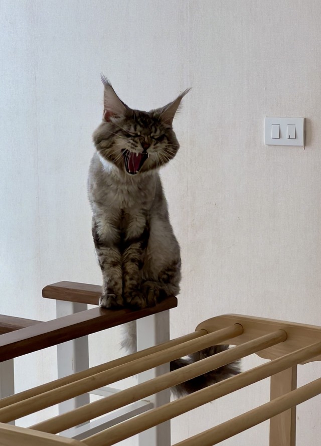 А что это мы котовторник не начинаем? Время пришло!