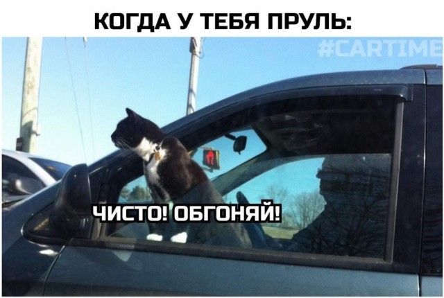 Кошка в тепле