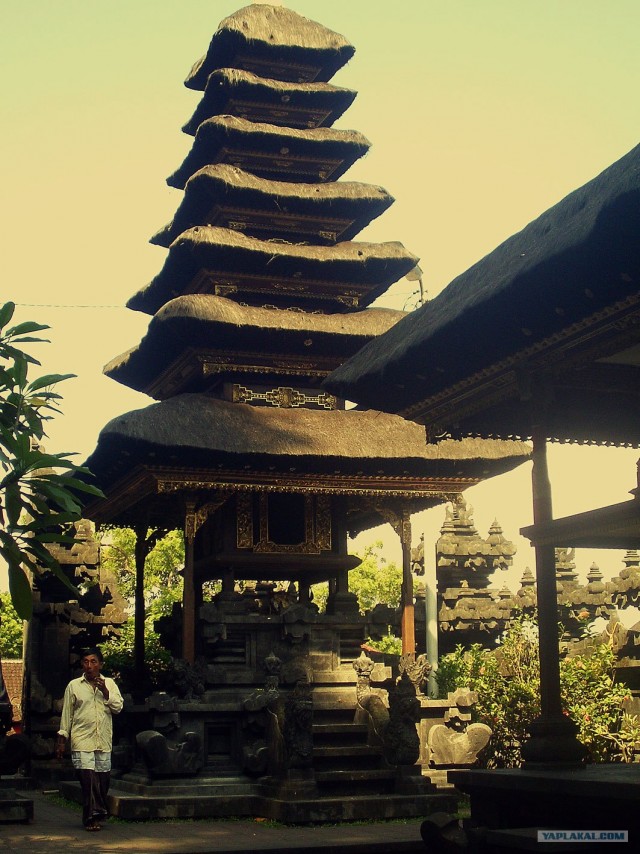 Они живут только 40 лет