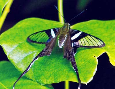 Драконий Хвост