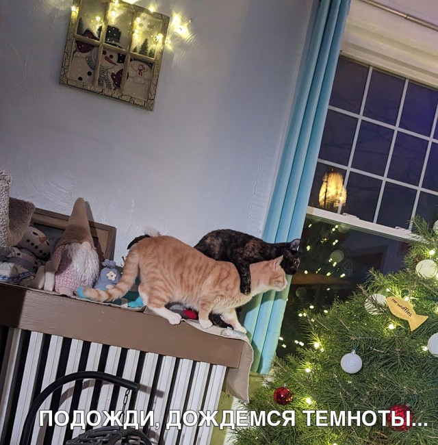 Весёлый полтишок 21.12.2022