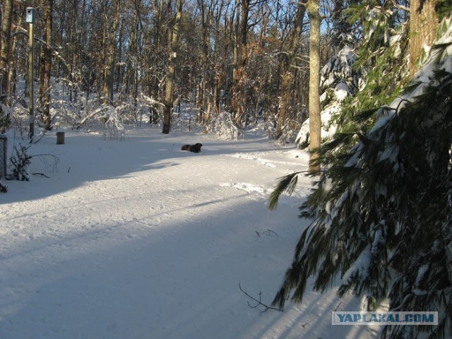 Деревенская Америка