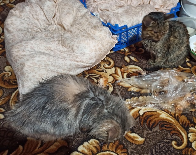 К котовторнику