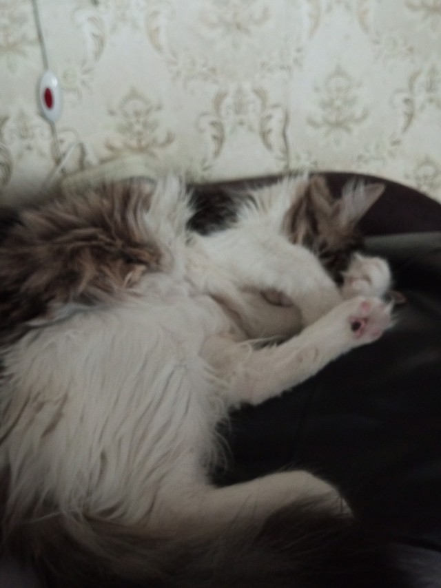 Котовторнику посвящается