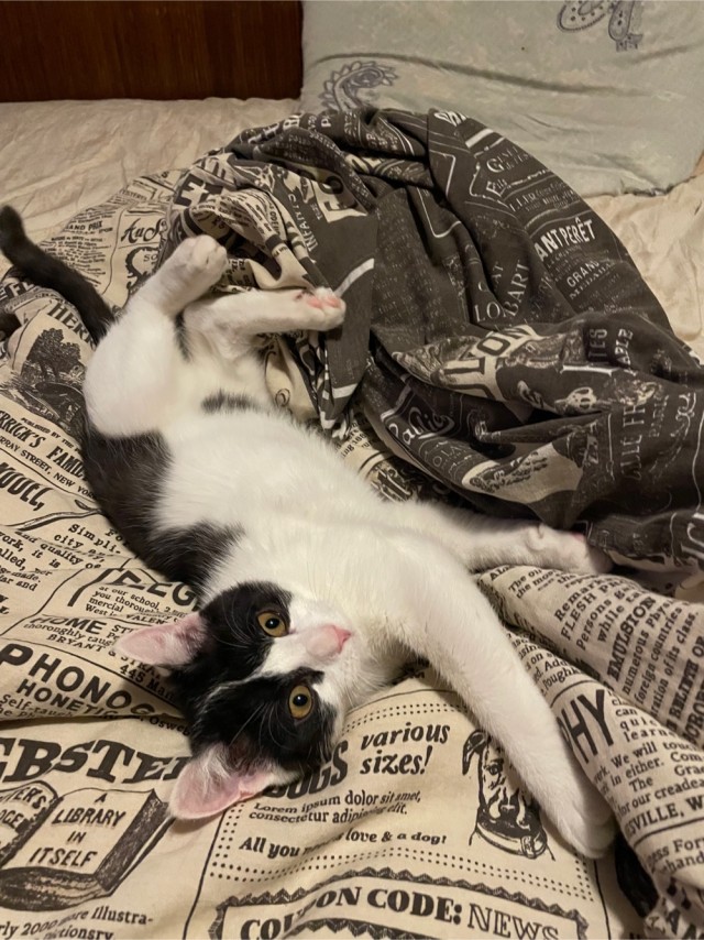 Котейкин не виноват