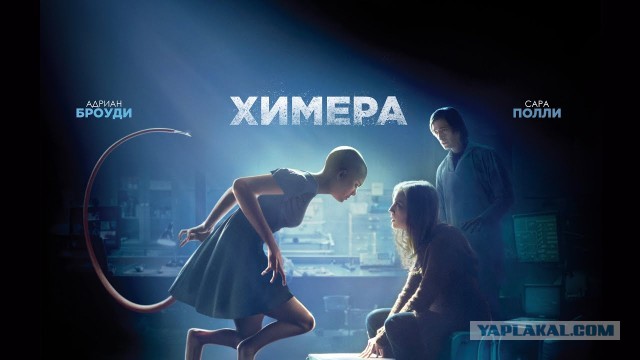 "Жена нарядила кошку"