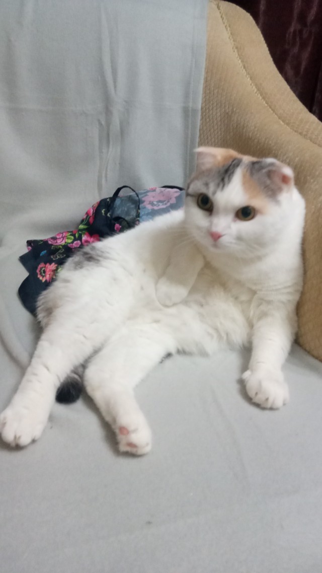Котовторник! 16+ Коллеги-рабы, отмечаемся, у кого хозяину много лет!