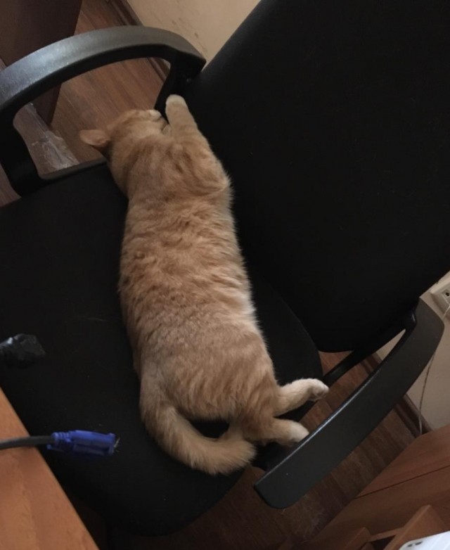 Котовторник Рыжих