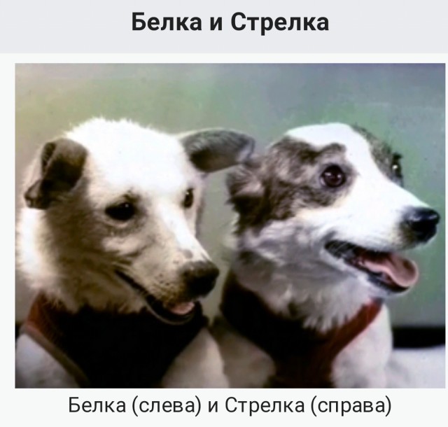 Белка или Стрелка?