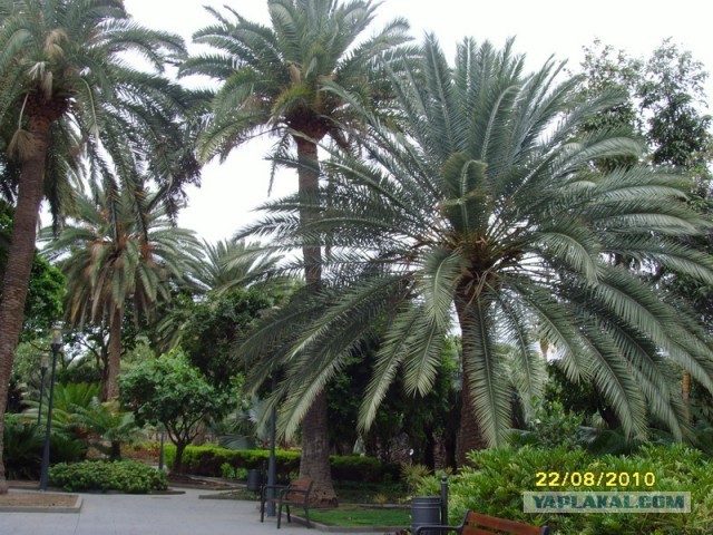 Хочу дачу на канарах!