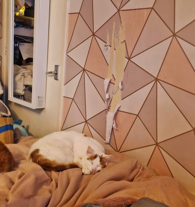 А морда довольная-довольная