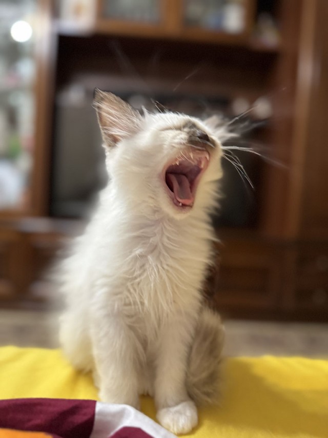 А где котики, сегодня же вторник!