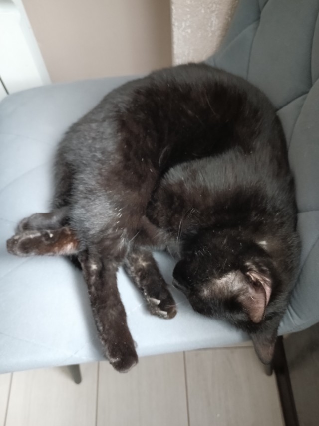 Котовторник