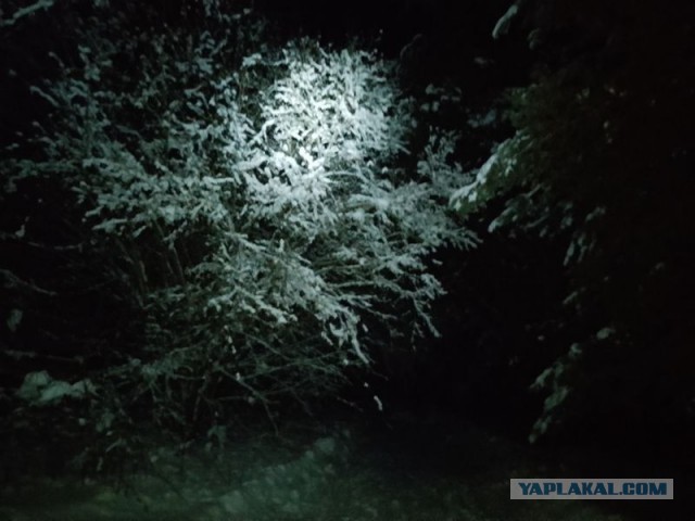 Жизнь домашнего приюта для котеек 571