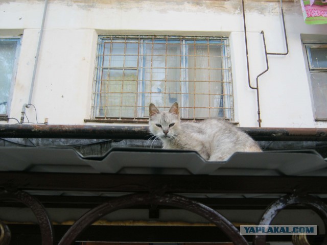 Котовторник 23.07.2013