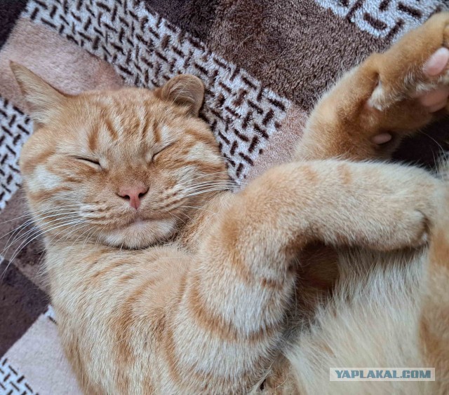 Нога Кота