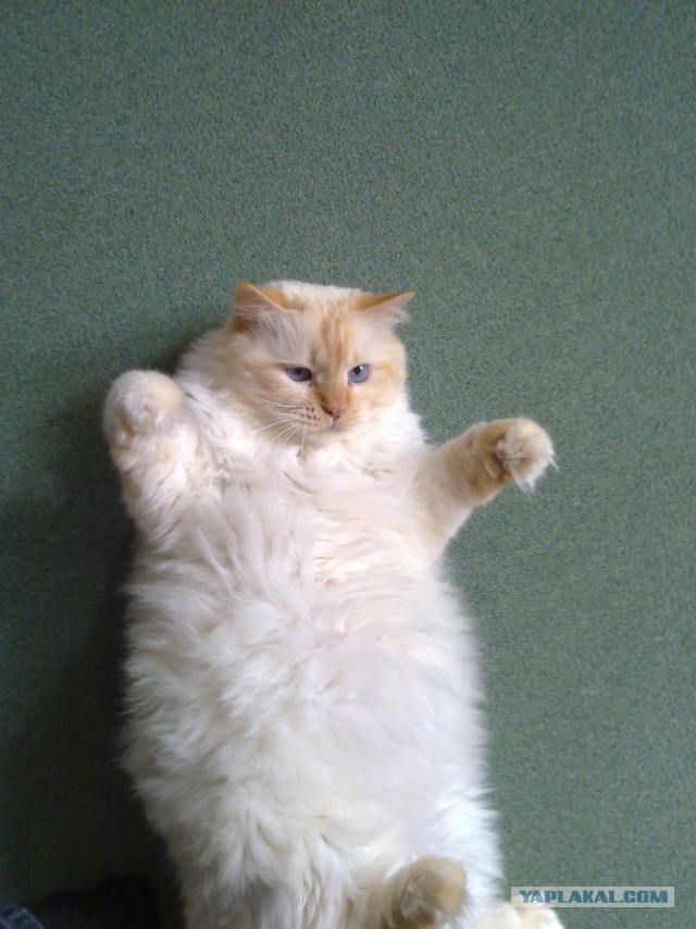 Котовторник 22.04.2014