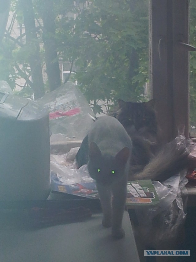 Котовторник 6.05.2014