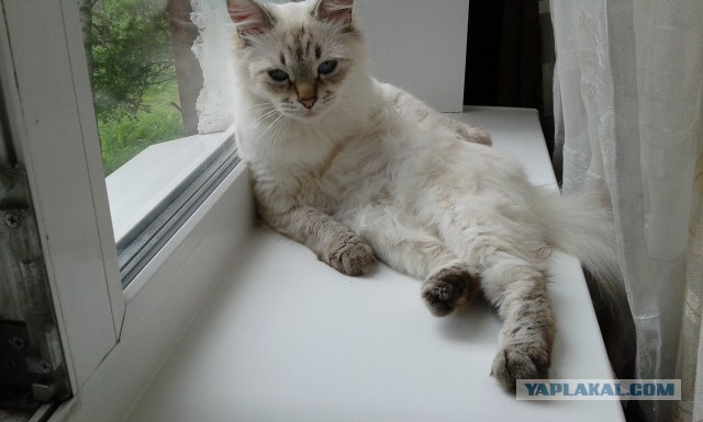 Котовторник 12.08.2014