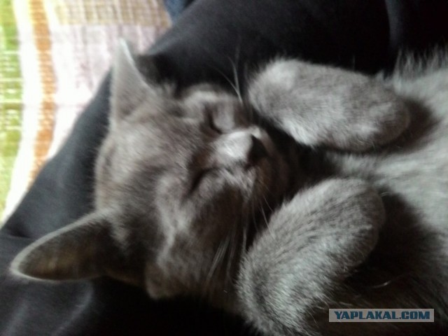 Котовторник 30.09.2014